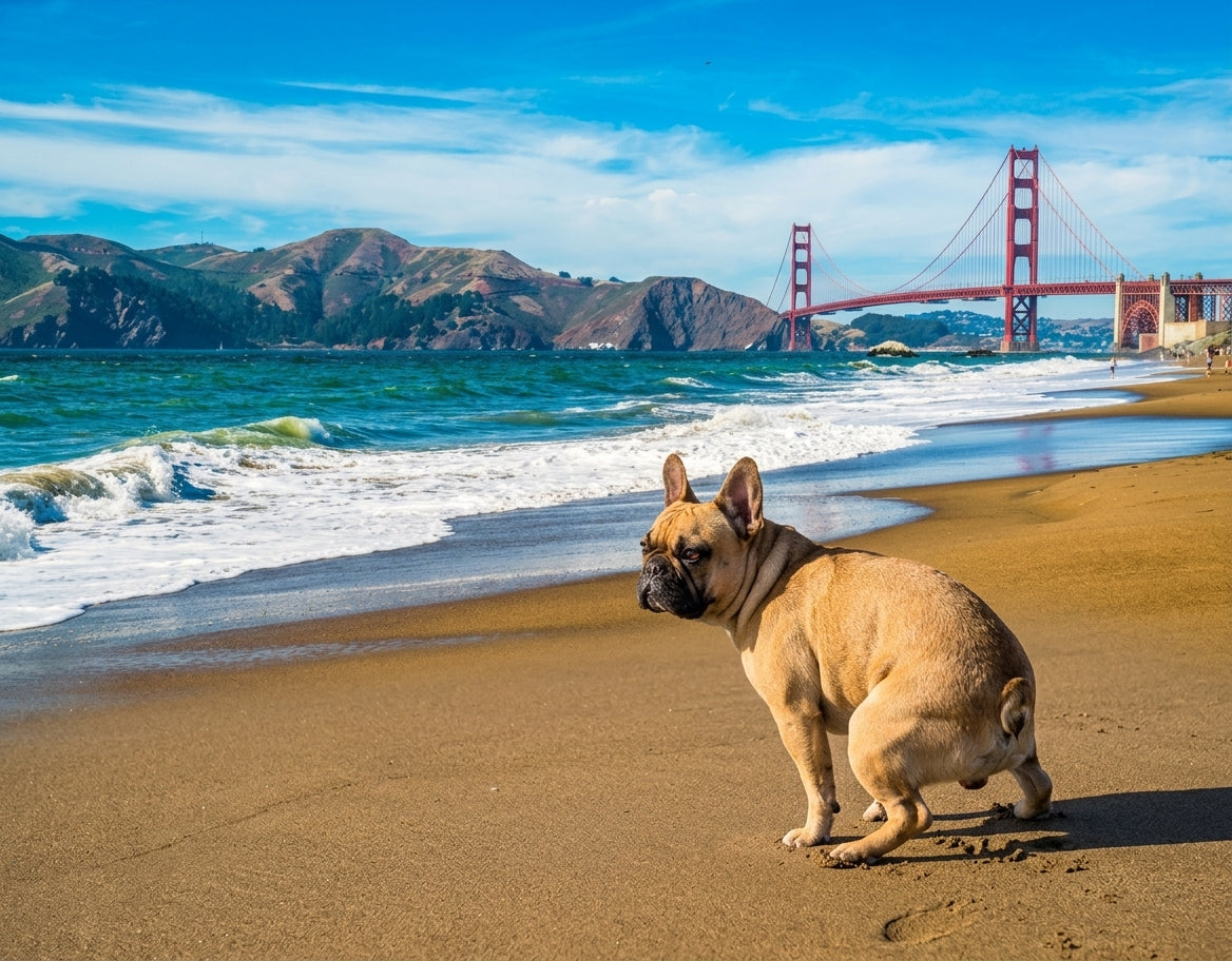 The 2027 'Dogs Pooping in Beautiful Places' Funny Wall Calendar